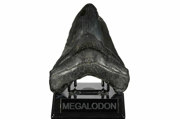 Fossil Megalodon Tooth - South Carolina #178793